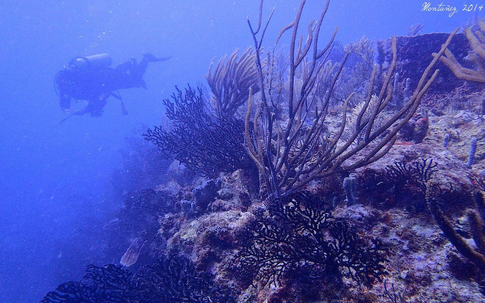 Puerto Rico’s Coral Reefs and their importance on the island recovery