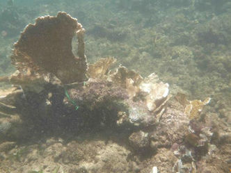 Cámara aprueba proyecto que declara a los arrecifes de coral como estructuras esenciales