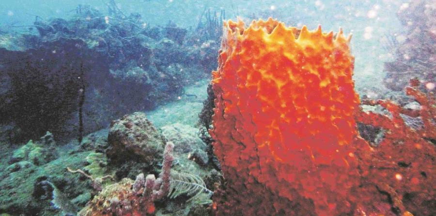 El estudio “Puerto Rico Coral Reef Ecosystem Valuation” fue subvencionado por la Oficina de Investigación y Desarrollo de la EPA. (GFR Media)