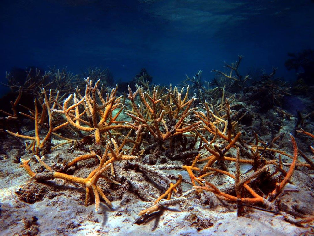 Puerto Rico’s Coral Reefs and their importance on the island recovery