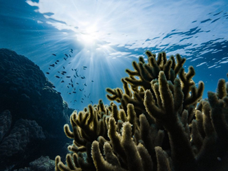 The Current State of Coral Reefs
