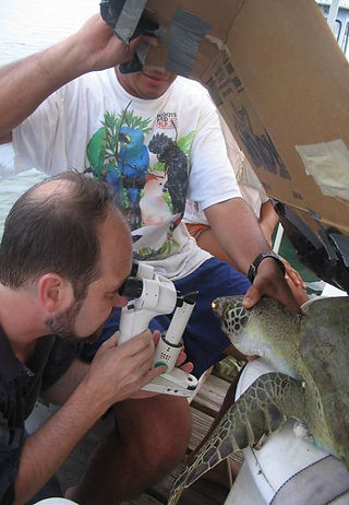 veterinario de UGA examinando ojos