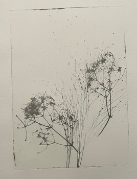Image on vild gulerod