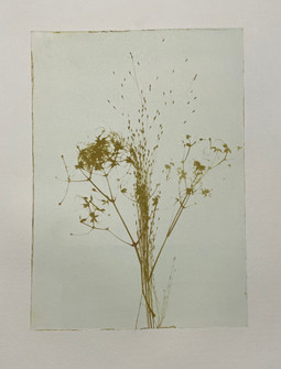 Image on vild gulerod