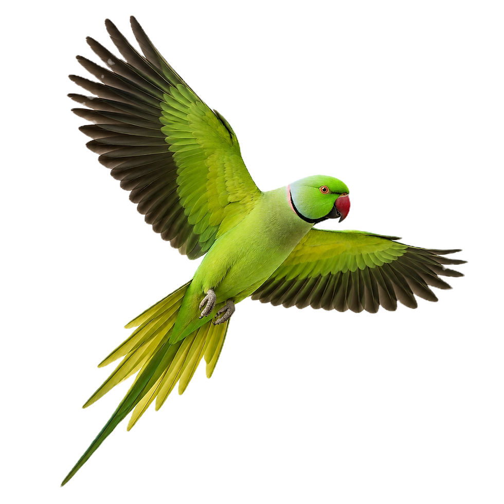 ninho de cores ring neck verde_edited.png