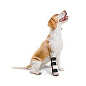 Ortopedia canina