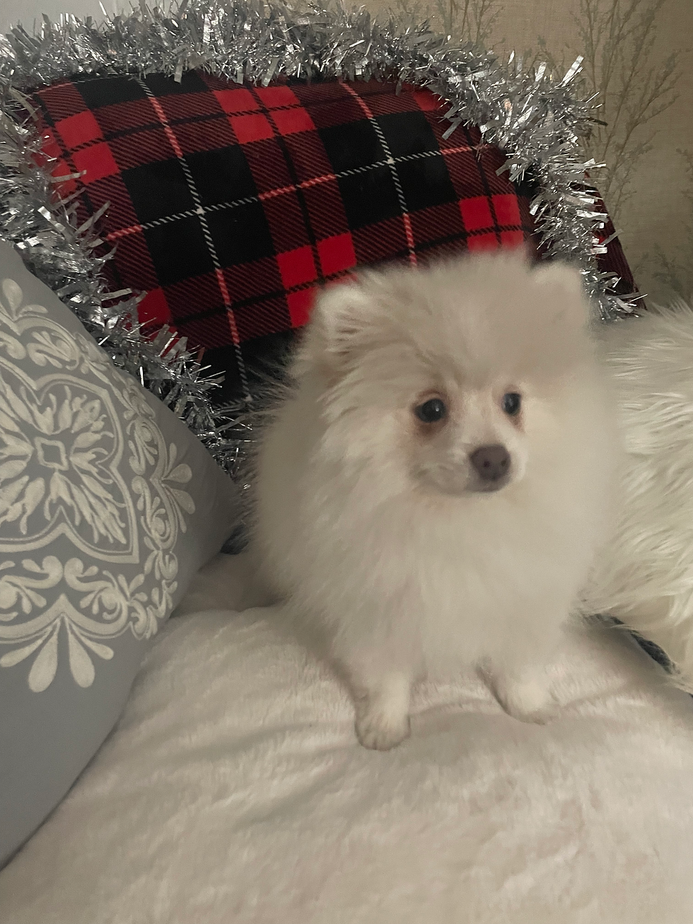 Thumbnail: Available : Solar female ( Blue covered with cream coat sable) $3800 full papers