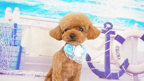 夏季休業のお知らせ🐩愛犬ちょこ