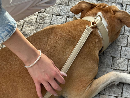 Pes s elegantním psím obojek a vodítek do ruky