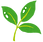 wakaba_shinryoku.png