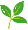 wakaba_shinryoku.png