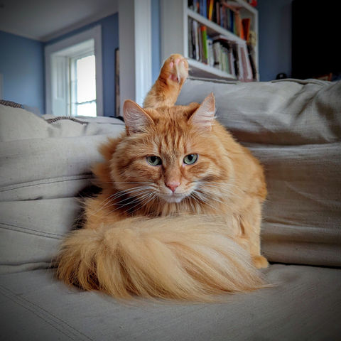 orange cat with leg in the air