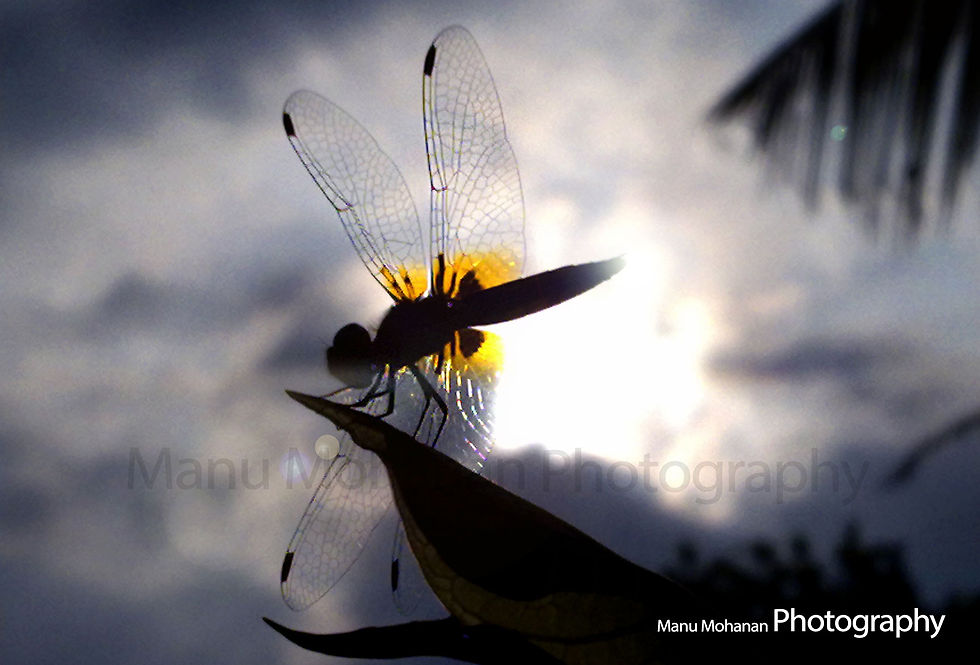 butterfly