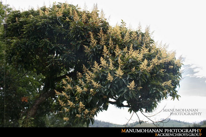 Ooty