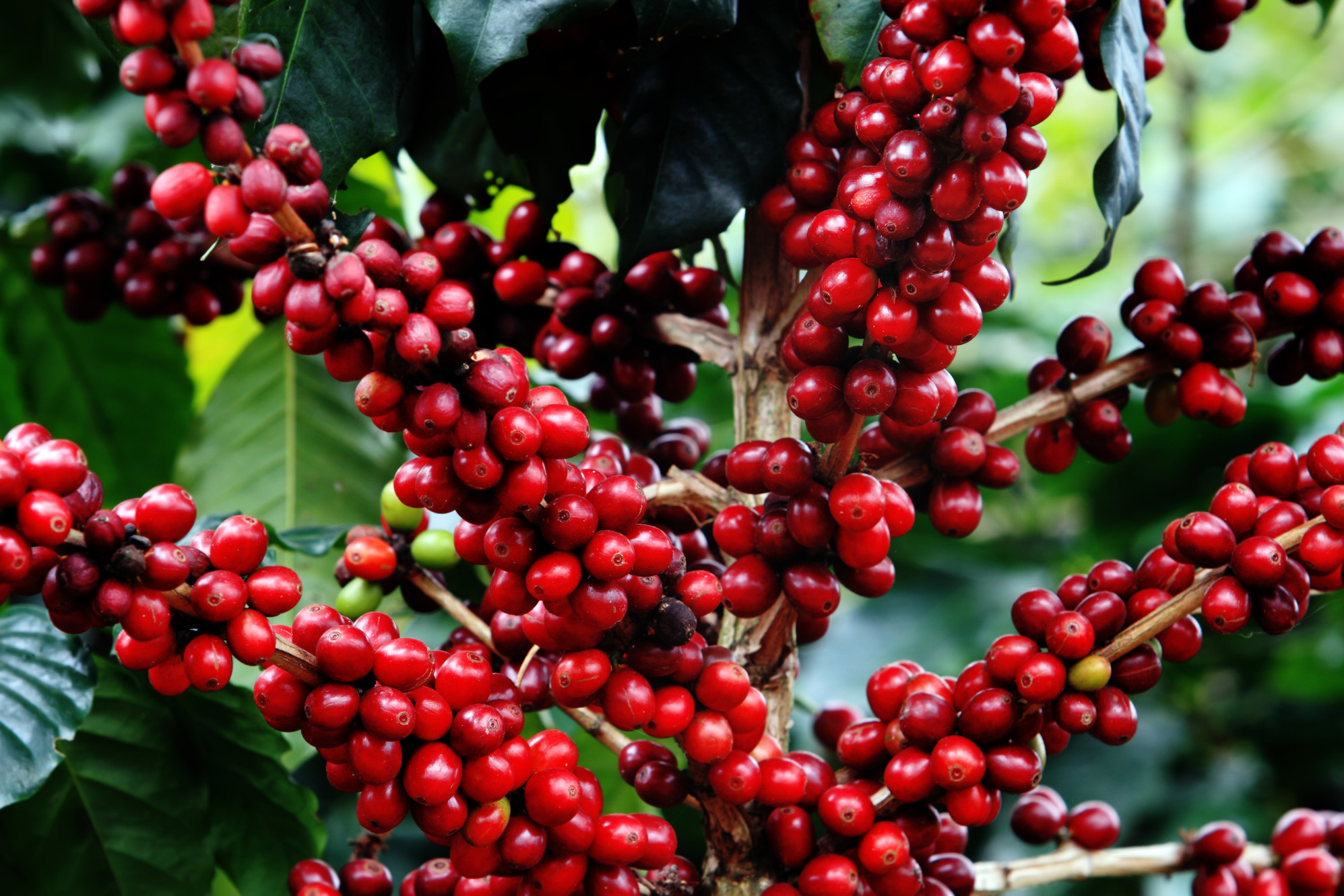 Florada do café requer atenção especial