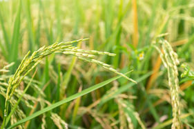 Inoculante biológico eleva a produtividade das lavouras de arroz e diminui a necessidade de adubação