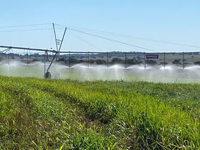 Irrigação começa a transformar solos arenosos em paisagens verdes