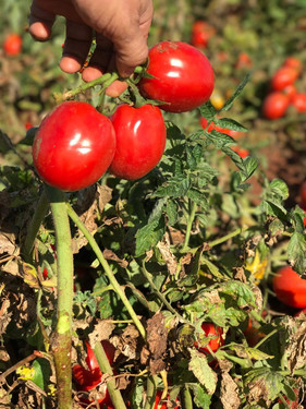 Pivôs alavancam produção de tomate em Goiás