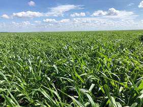 Fazenda aumenta produtividade da lavoura e amplia área de gado com uso de sementes forrageiras em si
