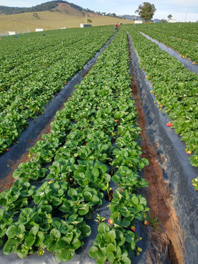 Grupo Nortène apresenta três lançamentos na Agrishow Experience