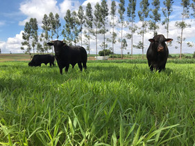 ILPF viabiliza agricultura e pecuária no norte mato-grossense