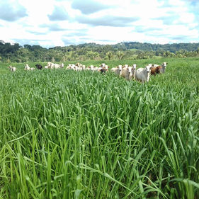 Soluções para pastagens são destaques da Soesp para os pecuaristas do norte do País