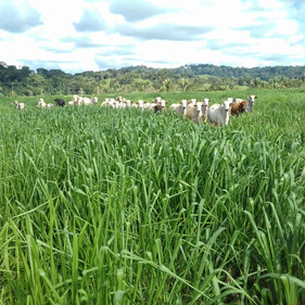 Soluções para pastagens são destaques da Soesp para os pecuaristas do norte do País