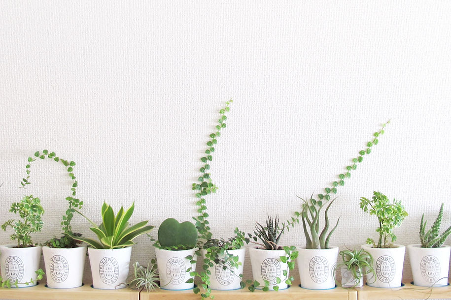 ミニチュア観葉植物