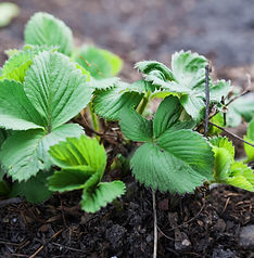 Strawberry Bush.jpeg