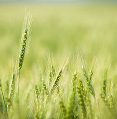 wheat3.jpeg