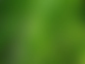 Green forest