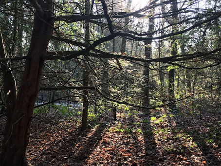 Auburn Kisses and Frost Bites