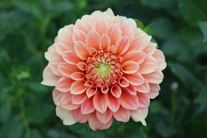 Dahlia