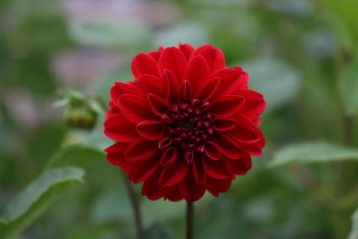 Dahlia