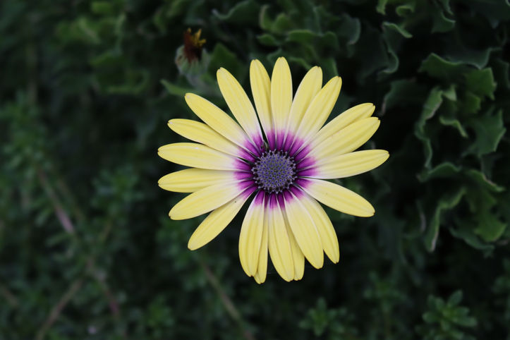 Daisy