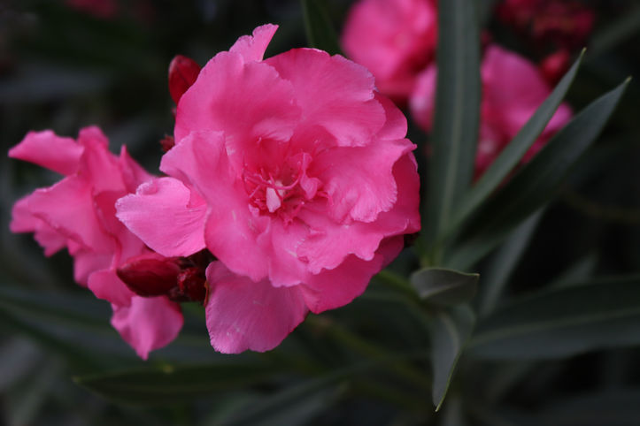 Pink Flower