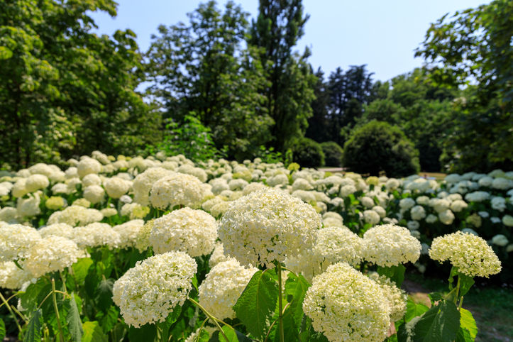 Hydragea.jpg