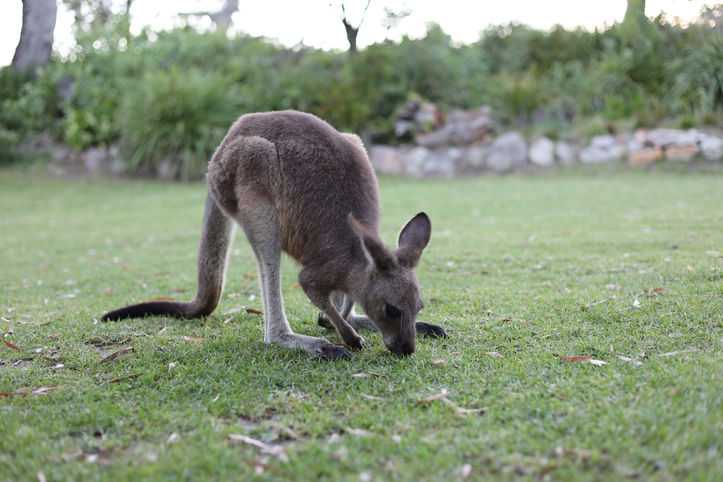 Kangaroo