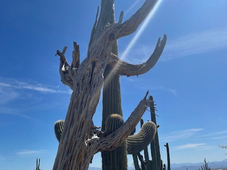 Entry date: 3-14-2024 – Pi Day, High and Low (the Bet) – Letters to My Friends