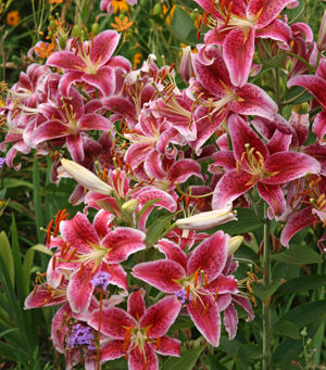 Entry date: 10-23-2022 - The Trees part 19 - Things I made up