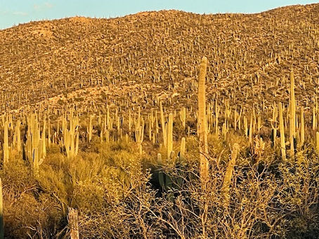 Entry date: 2-4-2024 – Love Was Definitely In Tucson – Letters to My Friends