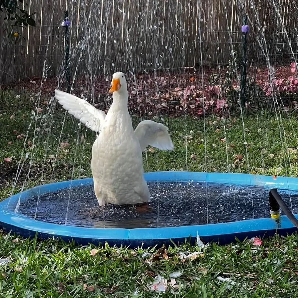 Miniatura: Piscina Divertida para Pets