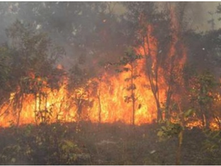 Mbeuleukhé : Un incendie de brousse détruit plus de 250 hectares de végétation.
