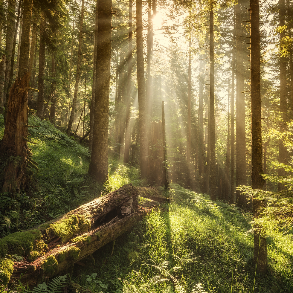 Sunlight streams through a dense forest, illuminating a moss-covered fallen log and green underbrush, creating a serene, tranquil atmosphere.