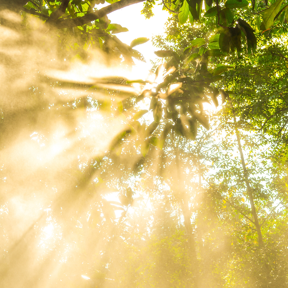 Sunlight filters through lush green leaves in a forest, creating bright, misty rays. The scene is tranquil and vibrant.