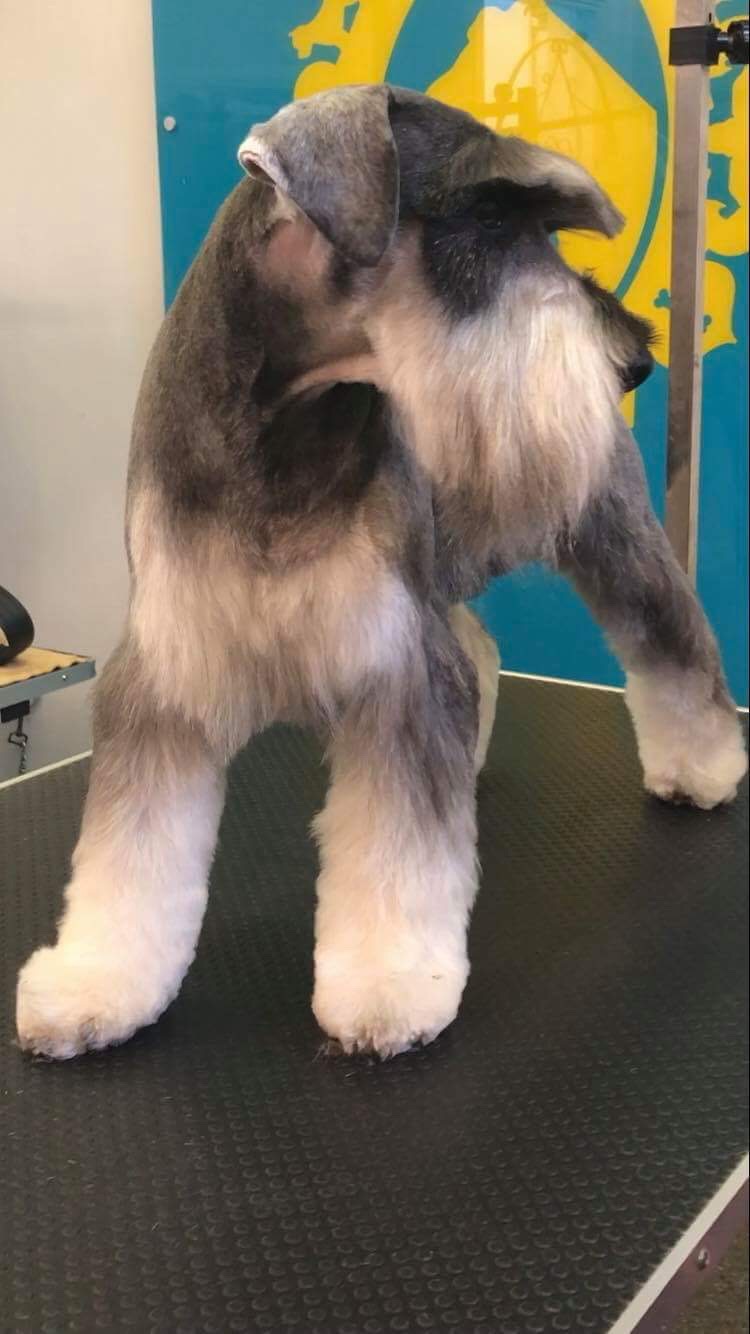 A Cut Above The Rest Custom Cuts at Bone Idol Dog Grooming Brighton