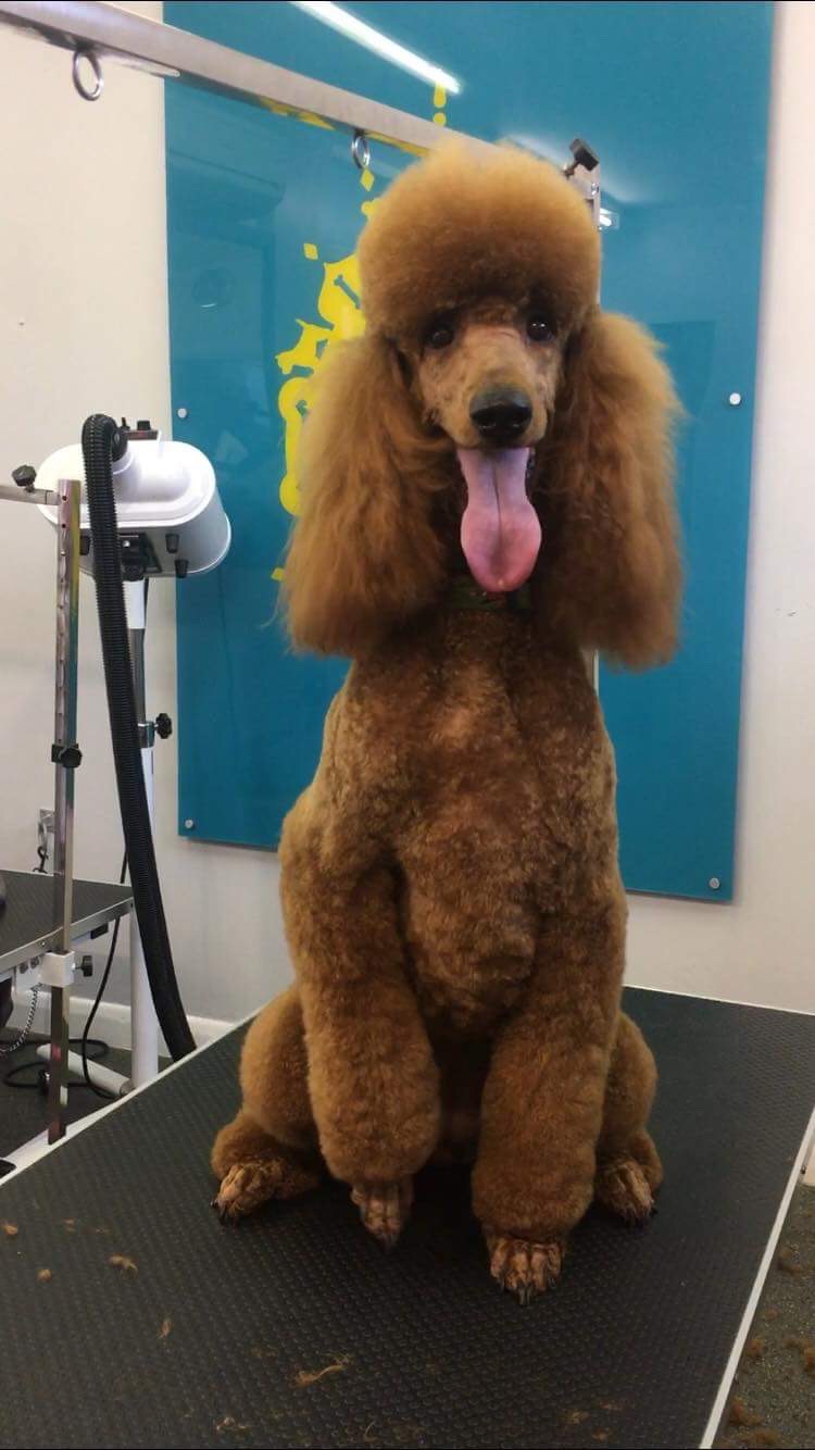 A Cut Above The Rest Custom Cuts at Bone Idol Dog Grooming Brighton