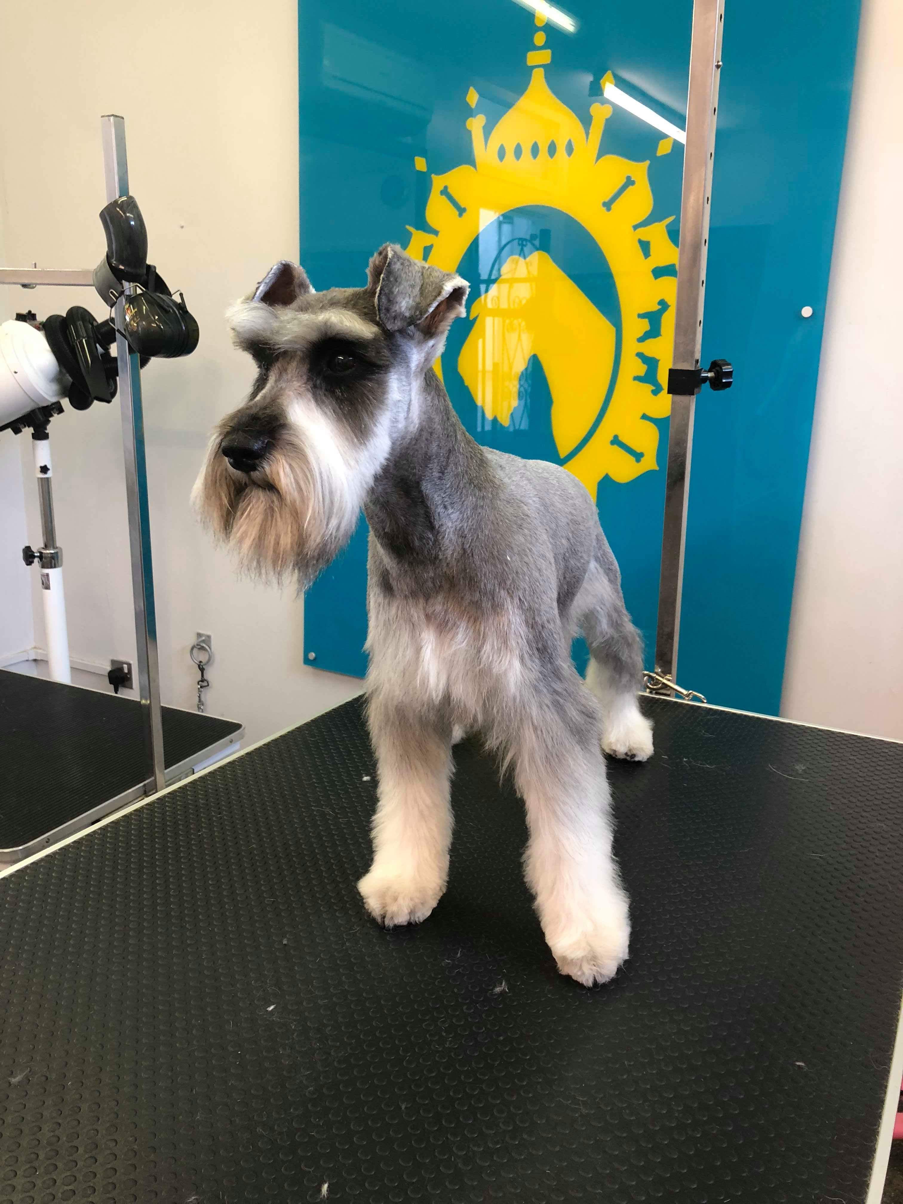 A Cut Above The Rest Custom Cuts at Bone Idol Dog Grooming Brighton