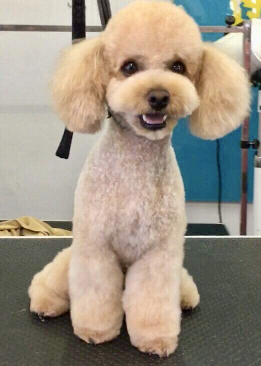 A Cut Above The Rest Custom Cuts at Bone Idol Dog Grooming Brighton