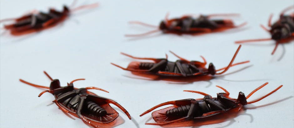 Pest Control: Important Techniques for a Pest-Free Home